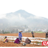 湘西黄金茶博览园有序开工 抗疫情备春耕两手抓