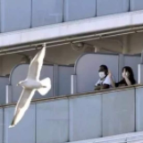 又增65例 日本“钻石公主”号邮轮累计确诊135人