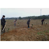 冷水滩区蔡市镇：人勤春来早 果苗移栽忙
