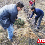 开展春季造林——慈利县森林公安局助力帮扶村林业生产