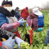 南县茅草街镇：复工企业防疫扶贫“两不误”