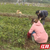 江华：疫情防控不松劲 茶园生产栽苗忙
