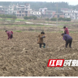 防疫生产两不误 邵阳县紧抓1.36万亩烟叶生产