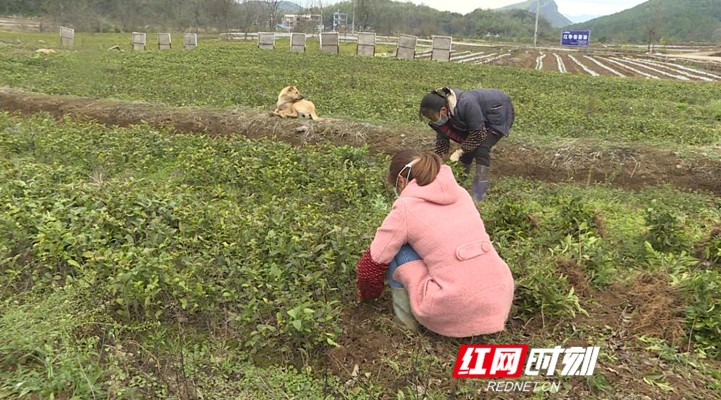 QQ截图20200212105529_副本.jpg