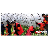 邵阳市双清区：2名农民捐赠4000公斤蔬菜抗疫