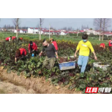20000斤石门高山有机菜捐给常德居民