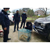 冷水滩：一只国家二级保护动物野生果子狸被解救放生