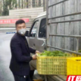 澧县甘溪滩镇：2000余户村民自发为武汉捐献10万多斤蔬菜