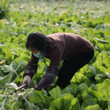 视频丨永州：人勤春早农事忙 防疫春耕两不误