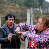 保靖陇木峒村：防疫不误农时 猕猴桃产业品改提质