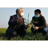疫情肆虐之际，他们走向麦田