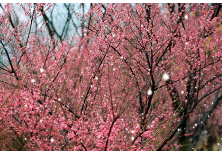 组图丨春回柳叶湖 半山春雪半山花