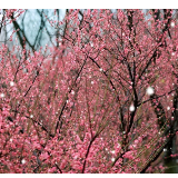 组图丨春回柳叶湖 半山春雪半山花