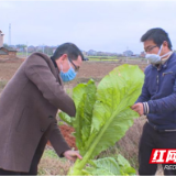 茶陵：抗疫保耕，不负春光农作忙