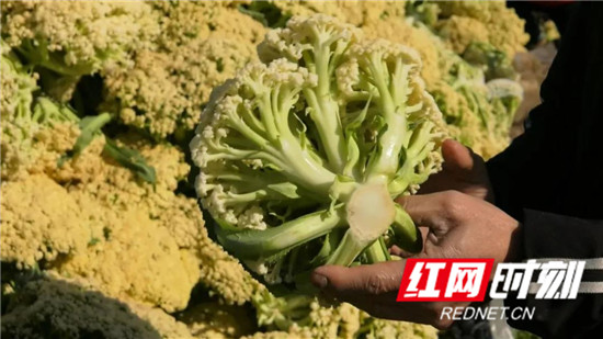 桑植县下洞街村合作社捐赠四吨爱心蔬菜驰援武汉