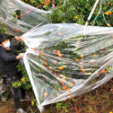 遭受龙卷风冰雹袭击 江永果农损失惨重