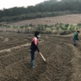 回龙圩：疫情防控与烤烟生产两不误