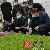 蓝山：做好极端天气安全防范工作 确保疫情防控和烤烟育苗两手抓两不误