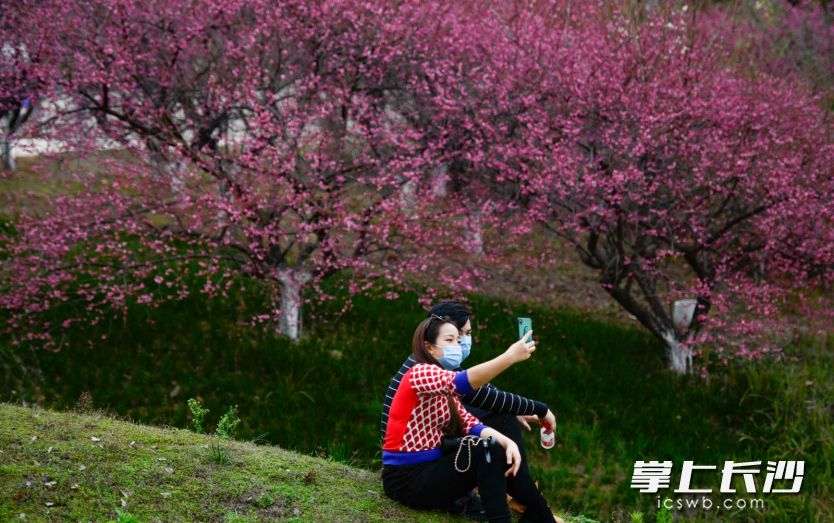 潇湘大道旁的成片梅花盛开了，一对戴着口罩的情侣在游道上拍下一张的特殊的合影。
