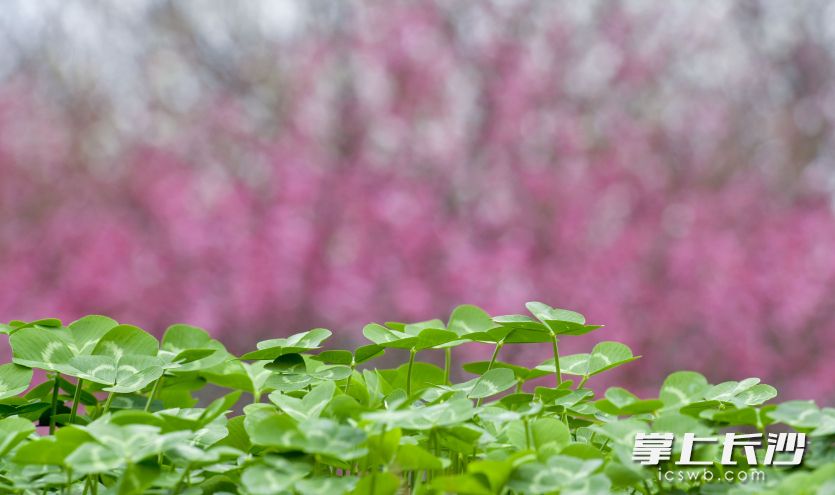 湘江风光带在春风的吹拂中，万物复苏。