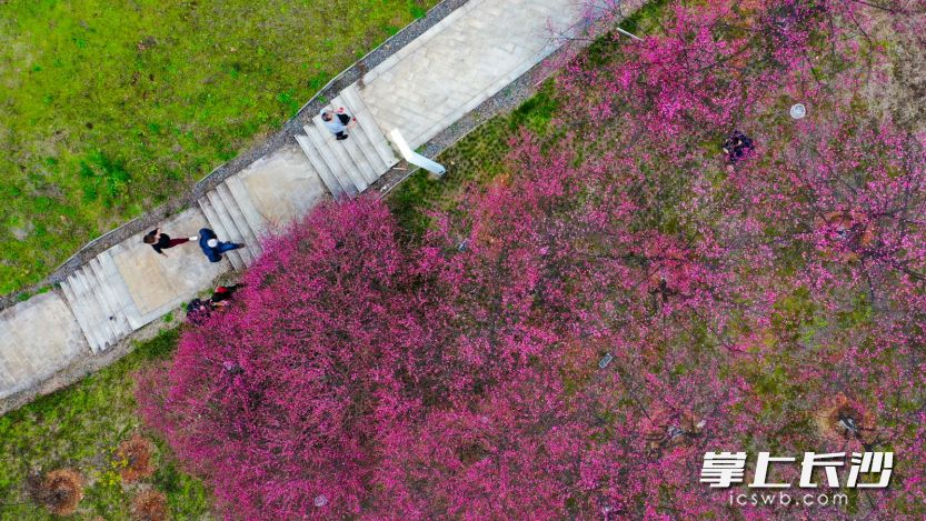 潇湘大道猴子石大桥附近的湘江风光带上，成片的红梅树下，偶有散步的市民经过。