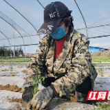 “春淡”不“淡” “菜篮子”供给保障市民餐桌上的“新鲜”