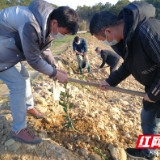 茶陵驻村工作队：抗击疫情抓防控 巩固脱贫抓生产