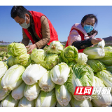 新时代文明实践看石鼓 乡村振兴志愿队助力爱心企业捐赠蔬菜
