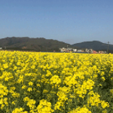 道县：油菜花开铺满“金”