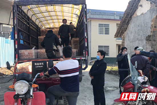 【活力商务】张家界电商发力 销售200万斤滞销椪柑