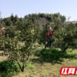 湖南澧县：春耕生产正当时