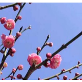 组图 | 在“芙蓉蓝”里，迎接春天！