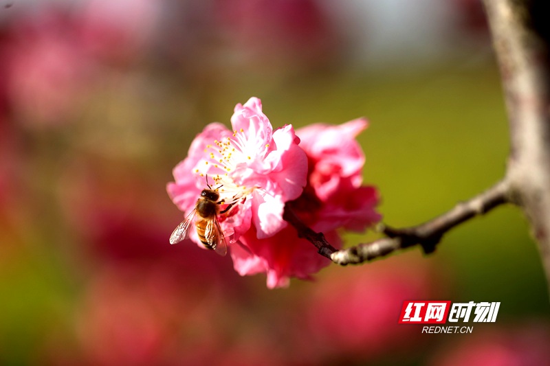 2月17日，湖南省衡阳市衡阳县西渡镇梅花村村道两旁盛开的春梅吸引蜜蜂前来采蜜。 (2)_副本.jpg