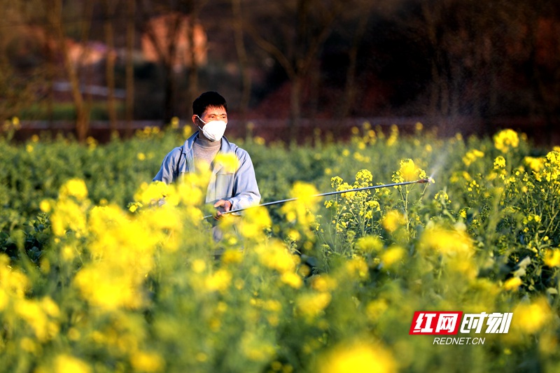 2月17日，湖南省衡阳市衡阳县西渡福星村一村民在给油菜喷洒硼肥。 (3)_副本.jpg