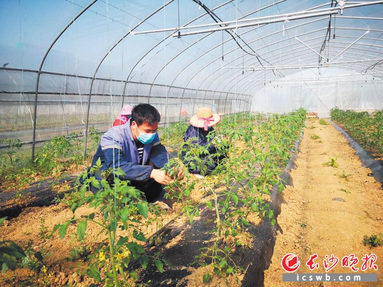 　　望城区绿地生态农庄的圣女果大棚里，技术员何文平和工人正细心地为每一朵小黄花授粉。  均为长沙晚报全媒体记者 朱华 摄