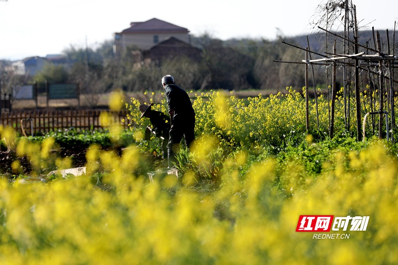 2月17日，湖南省衡阳市衡阳县西渡镇梅花村的菜农在田间翻地播种 (2)_副本.jpg