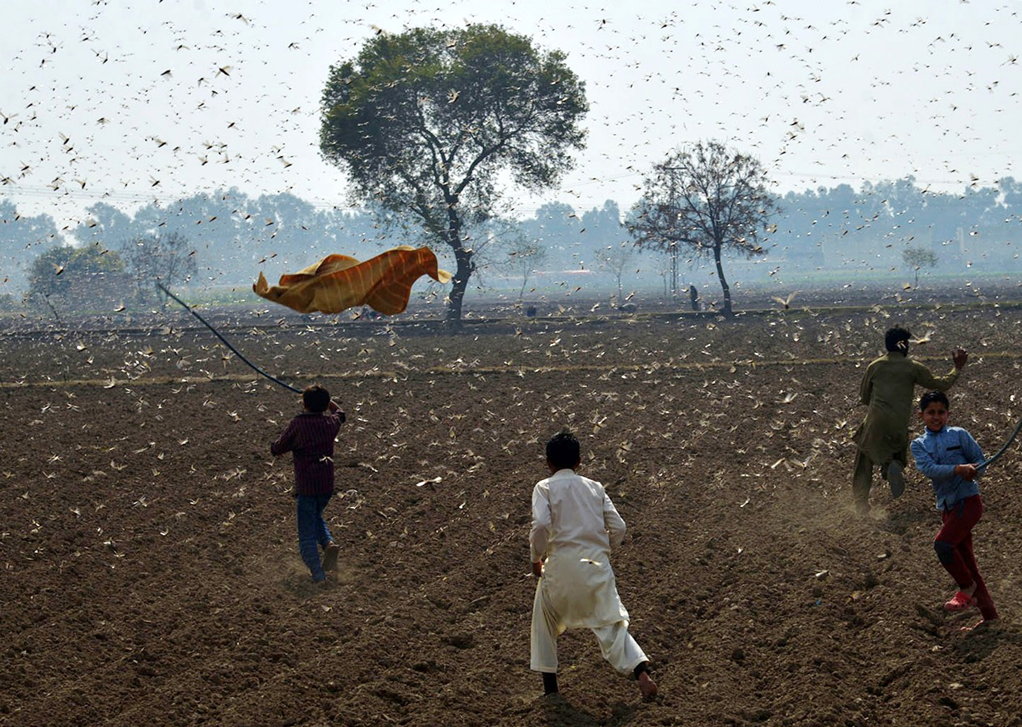 印度蝗灾图片图片