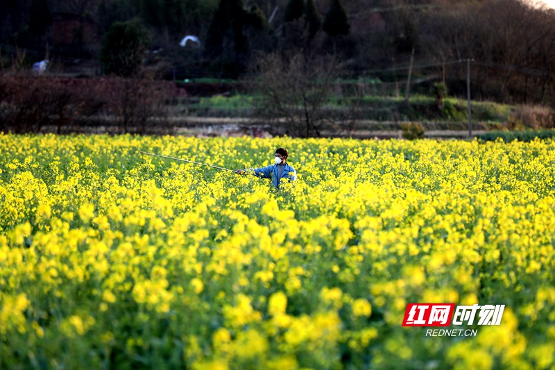 2月17日，湖南省衡阳市衡阳县西渡福星村一村民在给油菜喷洒硼肥。 (4)_副本.jpg