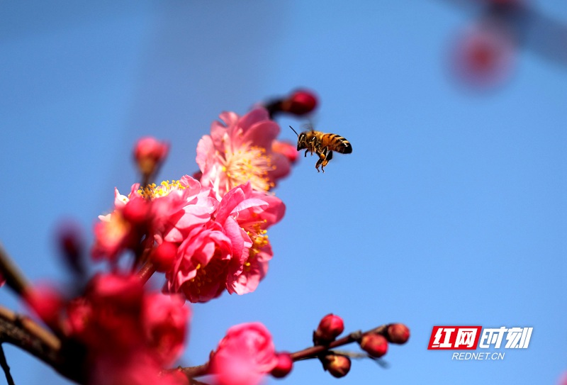 2月17日，湖南省衡阳市衡阳县西渡镇梅花村村道两旁盛开的春梅吸引蜜蜂前来采蜜。 (1)_副本.jpg