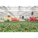 全国重点“菜篮子”产品总体供给充足