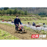 洪江市群峰乡：南国春来早 防疫备耕忙