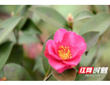 南县罗文村：茶梅花开正艳 村民复工复产进行时