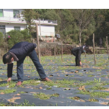  攸县：疫情防控与农业生产两手抓两不误