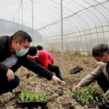 新田：230名农技员活跃在田间地头指导春耕生产