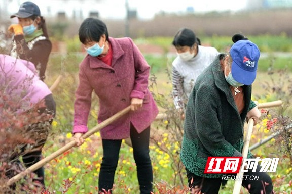 南县罗文村:茶梅花开正艳 村民复工复产进行时_益阳新闻_益阳站