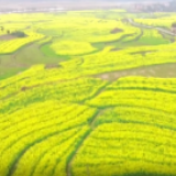 视频丨永州双牌：油菜花开迎春来