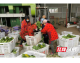 南县：爱心蔬菜助力福利院疫情防控