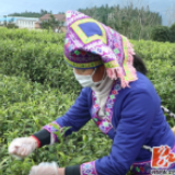 双牌：多措施防护 抢摘“明前茶”