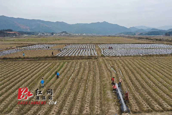 梅花镇5000亩烤烟移栽工作全面铺开.gif