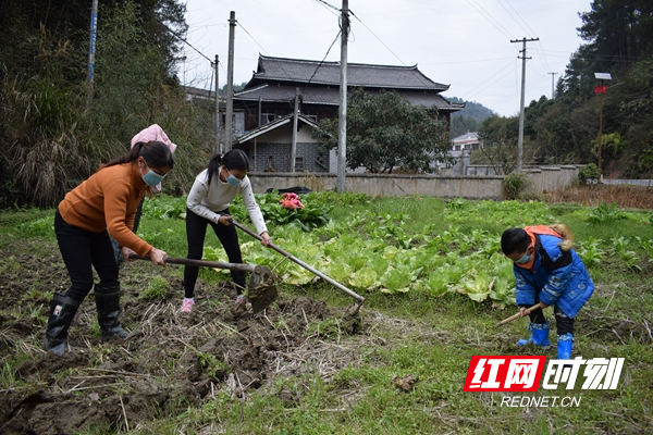 翻地种菜_副本.jpg